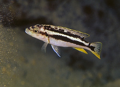 Melanochromis kaskazini 'Nkanda'